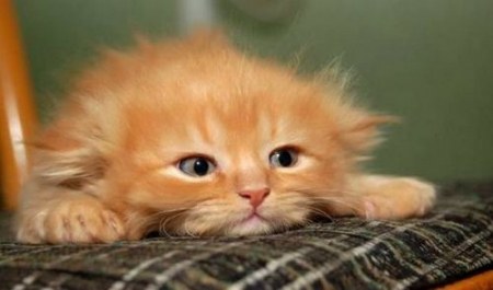 ���������� �������� (12 ����)