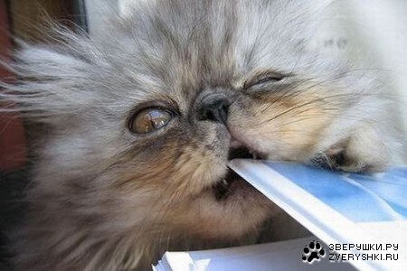 ���������� �������� (12 ����)