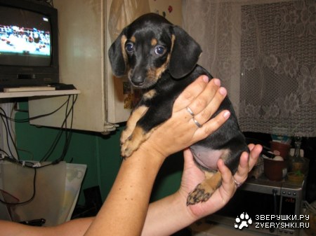 ������ (9 ����)