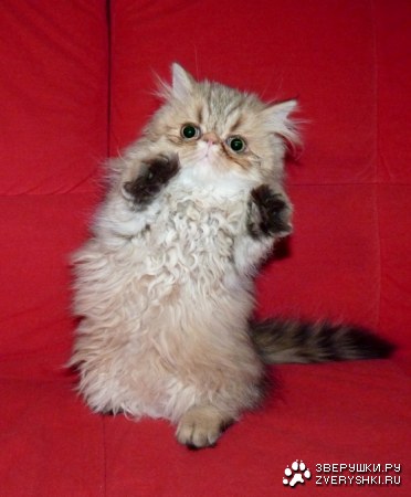 ���������? ;)