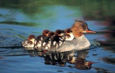 ��� ���������� :)