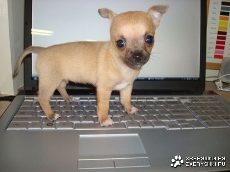 ������ � �������� (17 ����)