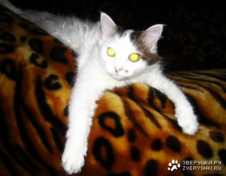 ����� (7 �������� ����)