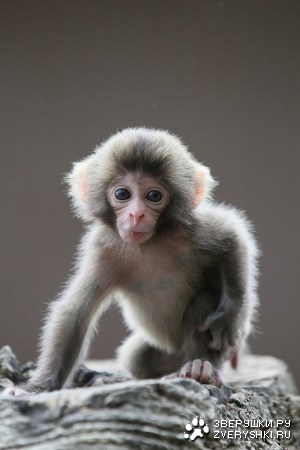 ���������� �������� ��������� (17 ����)