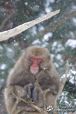 ���������� �������� ��������� (17 ����)