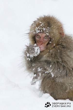 ���������� �������� ��������� (17 ����)