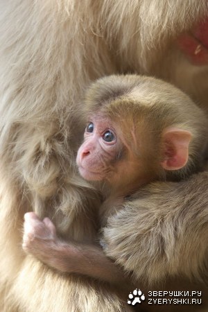 ���������� �������� ��������� (17 ����)