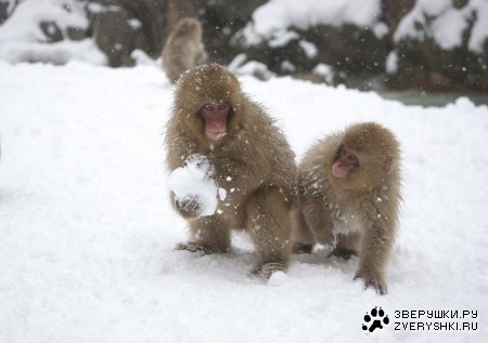 ���������� �������� ��������� (17 ����)