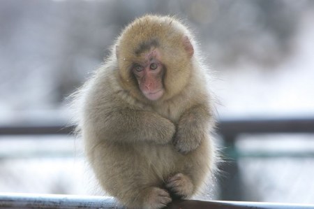 ���������� �������� ��������� (17 ����)