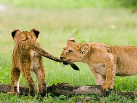 ������� ������� ����� (14 ����)