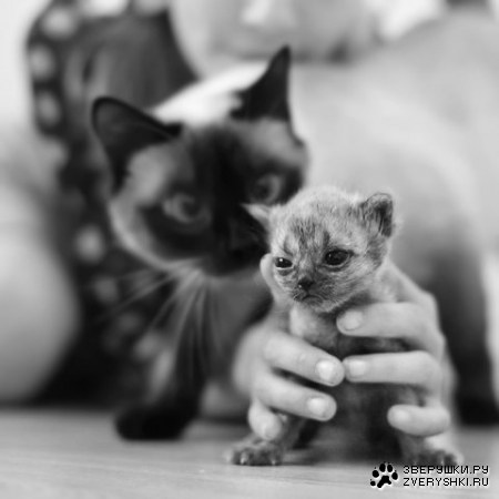 ��� ��� �����?!