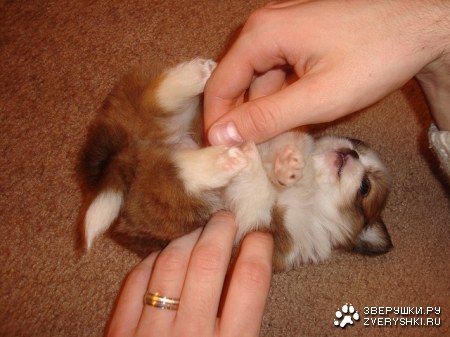 ���������� ���� �������� :)