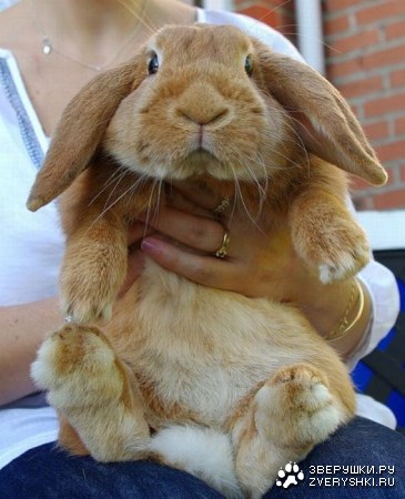 ������� (13 ����)