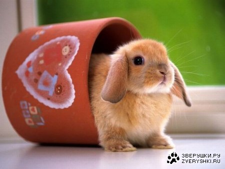 ������� (13 ����)