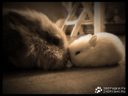 ������� (13 ����)