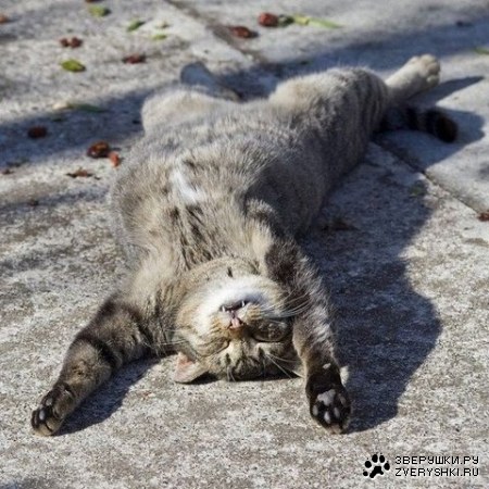 ������ ����� ;)