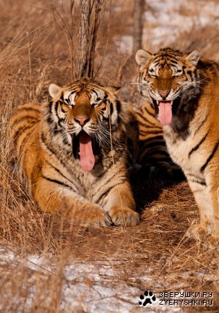 ����� (12 ����)