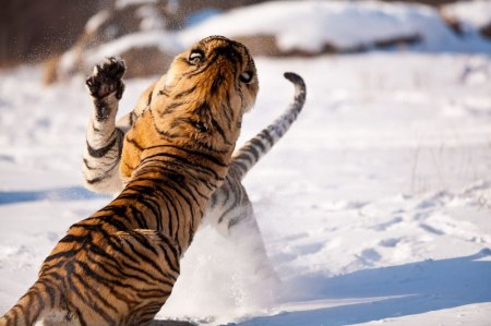 ����� (12 ����)