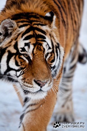 ����� (12 ����)