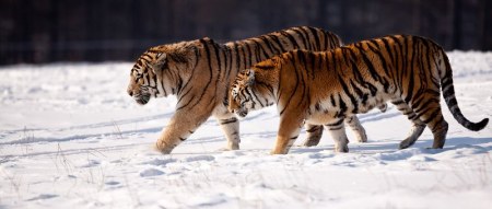 ����� (12 ����)