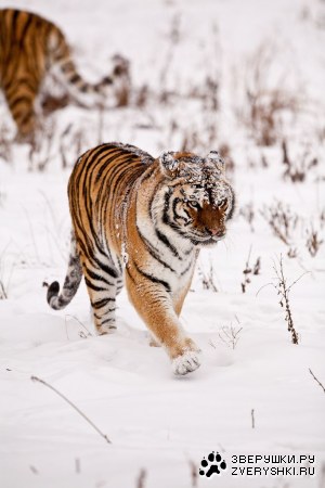 ����� (12 ����)