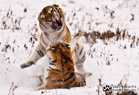 ����� (12 ����)