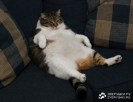 ����-��������� (11 ����)