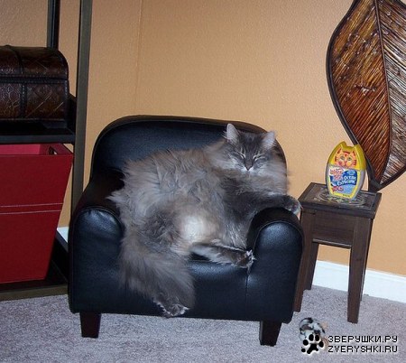 ����-��������� (11 ����)