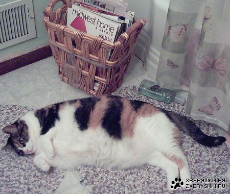 ����-��������� (11 ����)