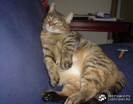 ����-��������� (11 ����)