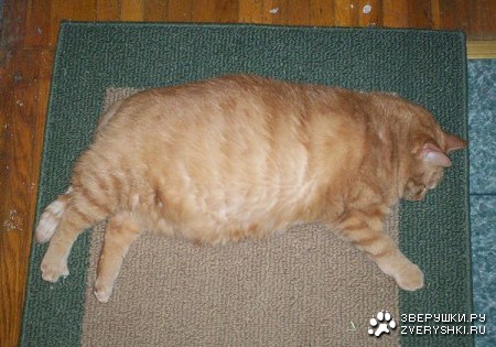 ����-��������� (11 ����)