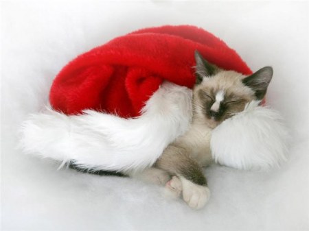 � ����������� ����� 2011 �����! :)