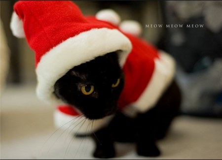 � ����������� ����� 2011 �����! :)