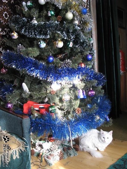 ������ � ���������!