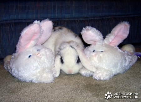 � ���� ������ ;)