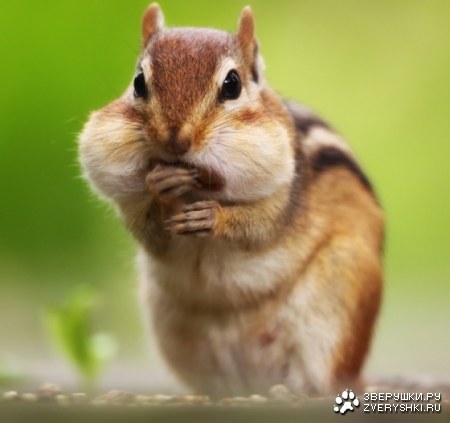 ������ :)