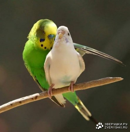 ����� ������� (9 ����������)