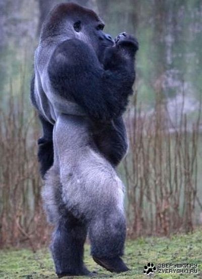 ������� �����, ������� ����� �� ���� ����� :)