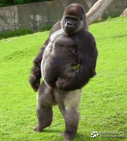 ������� �����, ������� ����� �� ���� ����� :)