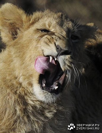 ������ ������? ;)