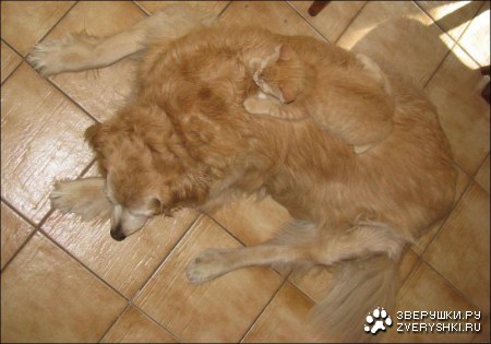 ������ ���������� ;)