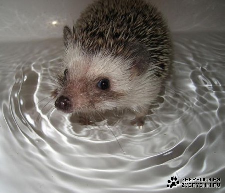 ������� ������ (21 ����)