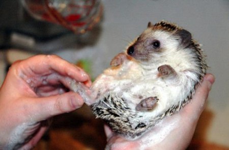 ������� ������ (21 ����)