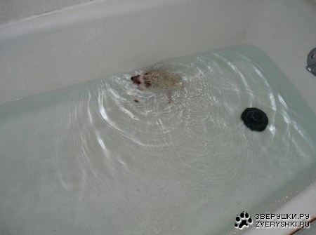 ������� ������ (21 ����)