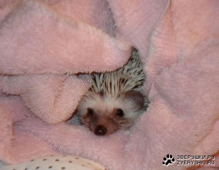 ������� ������ (21 ����)