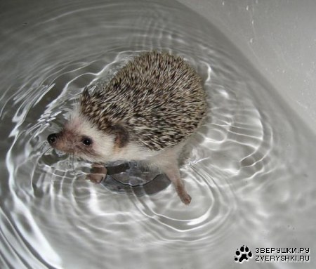 ������� ������ (21 ����)