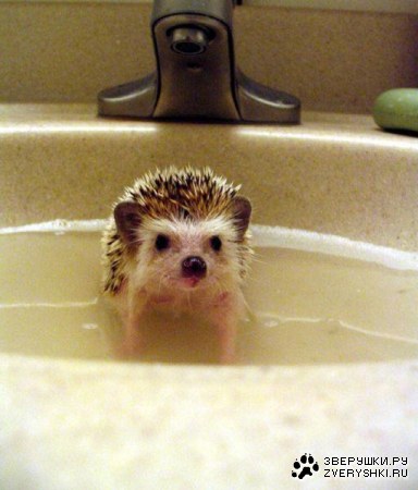 ������� ������ (21 ����)