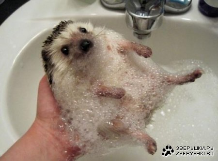 ������� ������ (21 ����)