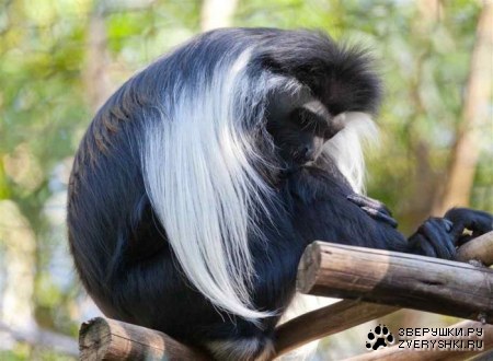 �����-����� ������� (9 ����)