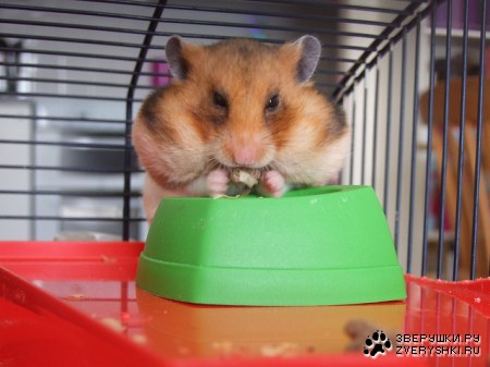 �������-��������� ;)